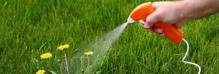 How to Fix an Ugly Lawn? Simple Steps – The10coa