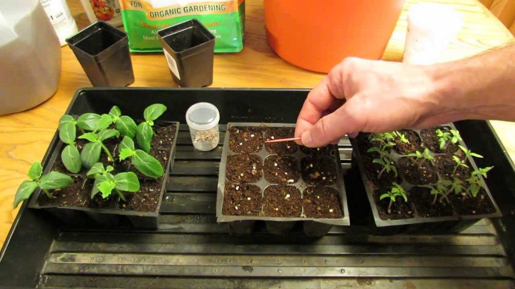 GROW TOMATO PLANTS FROM SEED