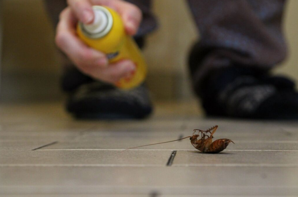 how to keep your house clean from insects and bugs